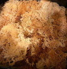 Load image into Gallery viewer, SEA MOSS BUSINESS STARTER KIT