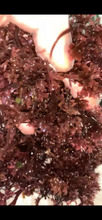 Load image into Gallery viewer, CHONDRUS CRISPUS* RAW
